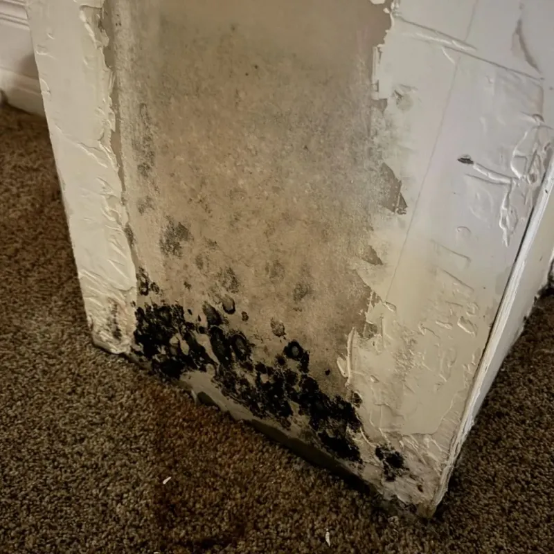 Professional Mold Removal in Greensburg, PA